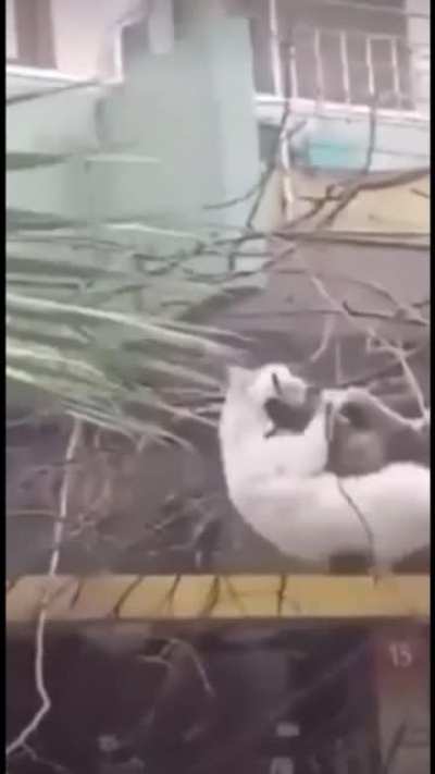 to have some fun in the trees