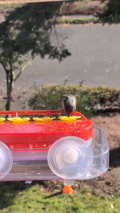 Our beautiful resident boy feeding. There's a seed feeder that he also very religiously defends...