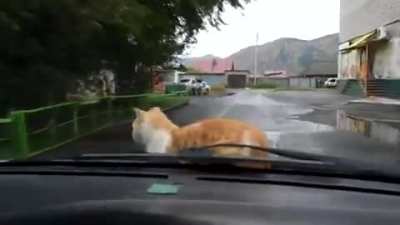 Cat chillin