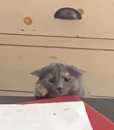 fly hunting