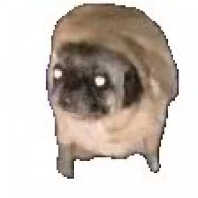 Dancing pug