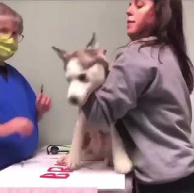 Poor dog
