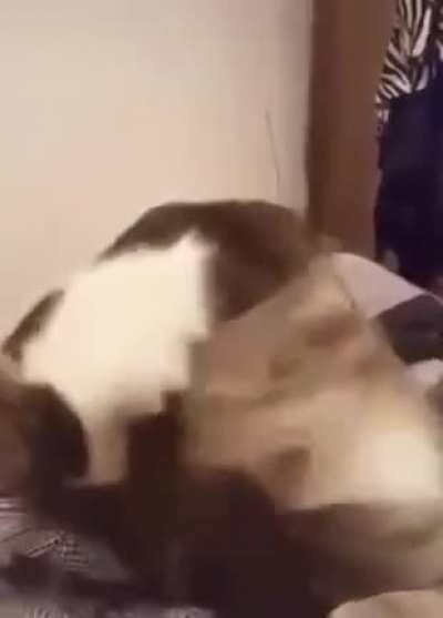 He chomp butt