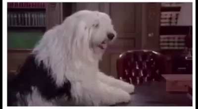 What da dog doin?
