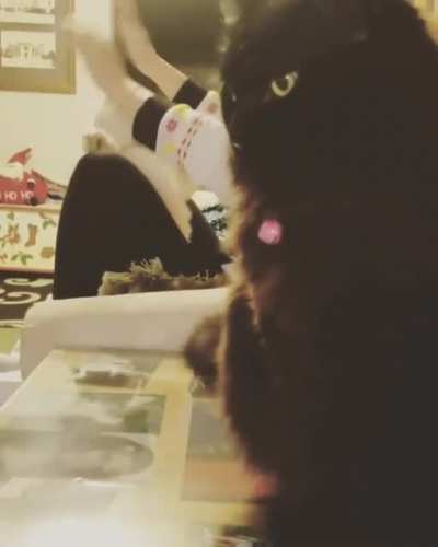 Интеллигентный Котик
