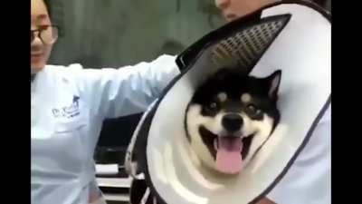 Shiba Inu