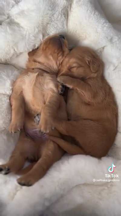 Sleepy puppies