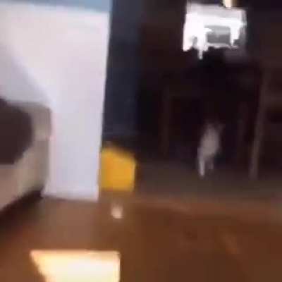 The sheer FEAR in cat&rsquo;s eyes