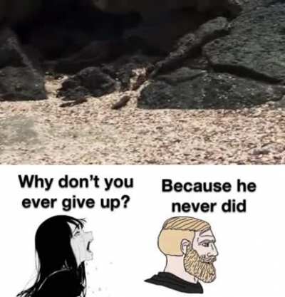 Iguana 🗿