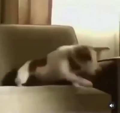 Araki's Law: any dog that enters the vicinity of a jojo-related entity will suffer a terrible death