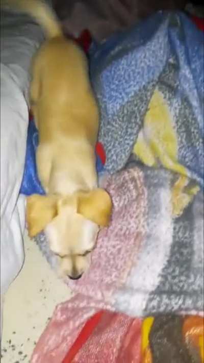 Dog