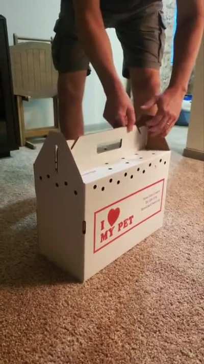 Peter, A Senior Cat, Gets Adopted, Loves His New Home