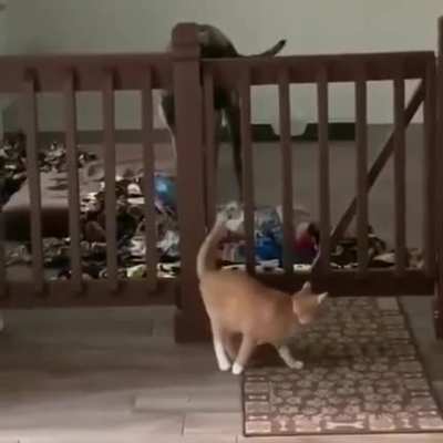 When the dog realizes what happened