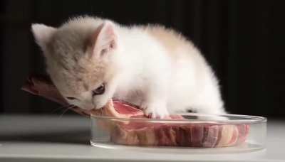 Kitty 
