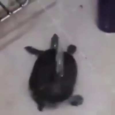 Tartaruga dançando no chuveiro pra alegrar o dia de vcs