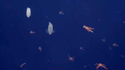 Swarm of squid and squat lobsters