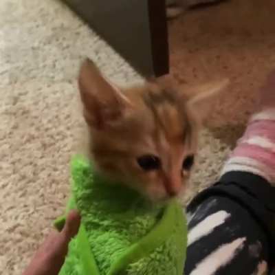 To this day, Athena can&rsquo;t stand being purritoed