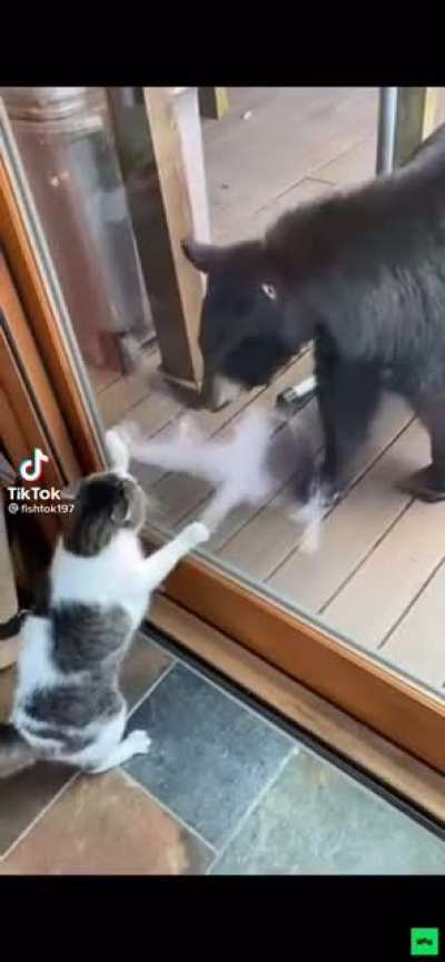 Cat scares off bear
