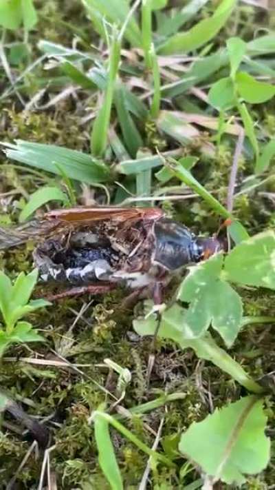 This insect is 80% "eaten away" but is still alive and walks on