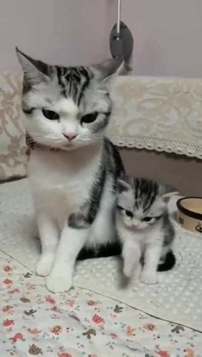 When mom says "sit" we stay seated.