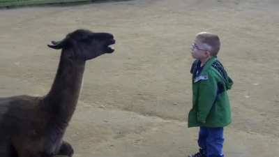 Little kid just trying to understand this interesting creature.