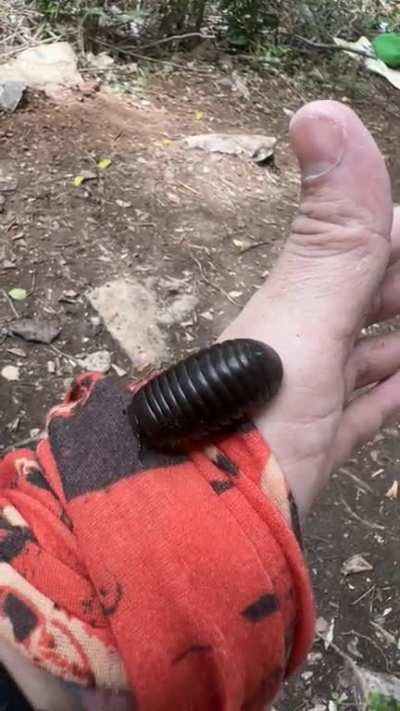 Found this guy on a hike