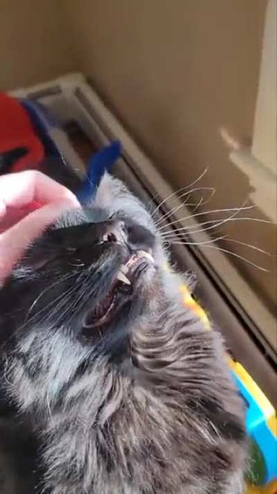 Head pets so good the teefies come out