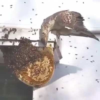 I&rsquo;ve never heard of a Honey-buzzard before. I had no idea they attack honey bees' nests for food.