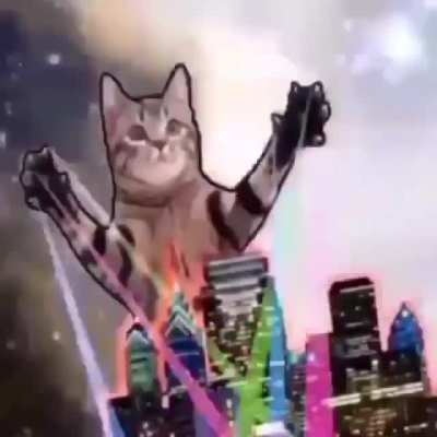 Cats are awesome!