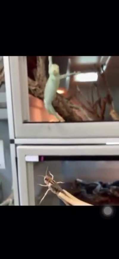 Going for the kill