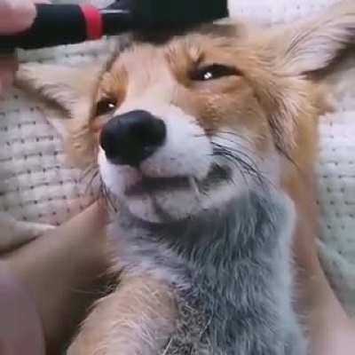 Brush the fox, the sequel