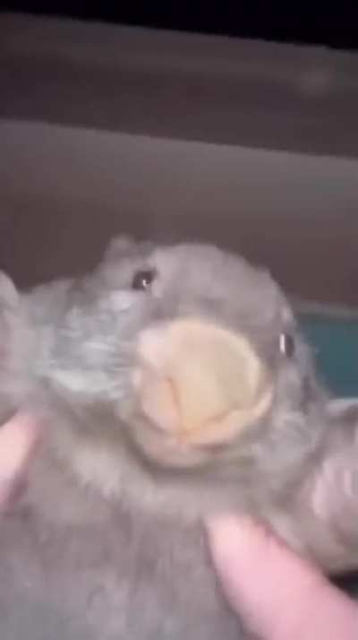 What animal is this?