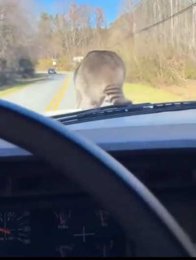 What you doing Coon