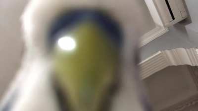 pov: my titan budgie talks to you from above since you&rsquo;re tinier compared to him.