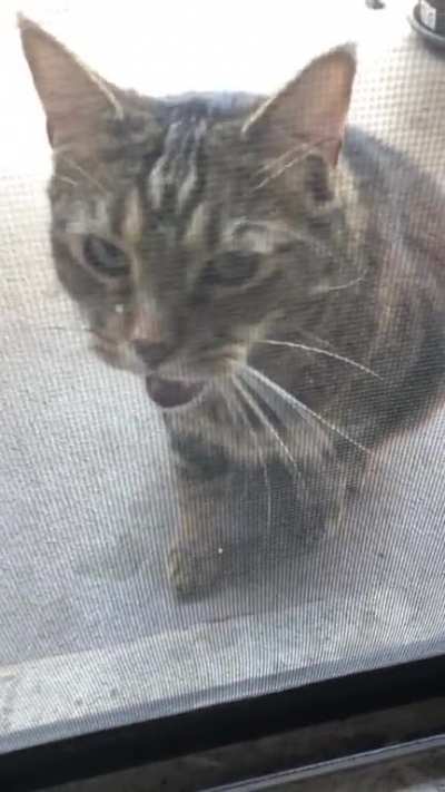 My neighbor&rsquo;s squeaky toy