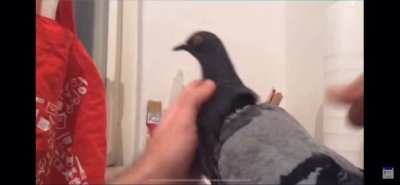 Pigeon :D