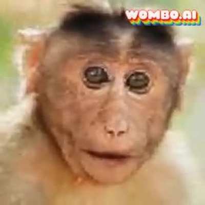 Monkey