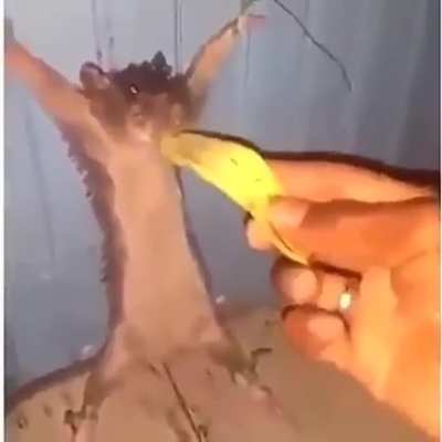 Rat&oacute;n ql estaba robando