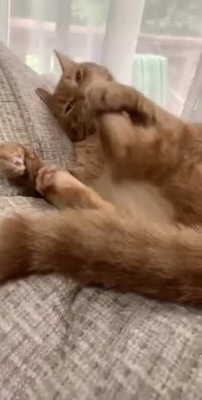 Kitty doesn't realize he can't scratch his ear while lying down