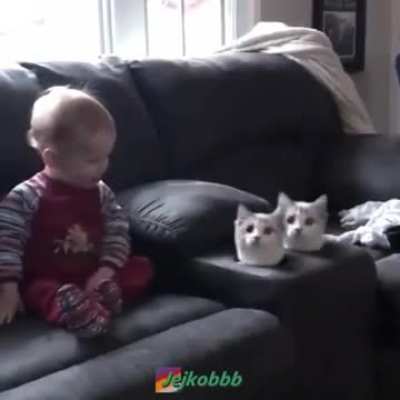[Haiku] BABY NO DON'T WhACK THE CAT
