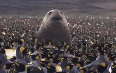 Southern Elephant Seal
