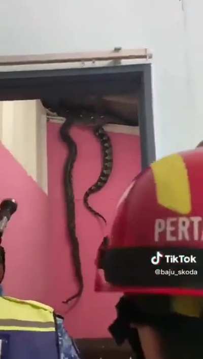 To catch a snake