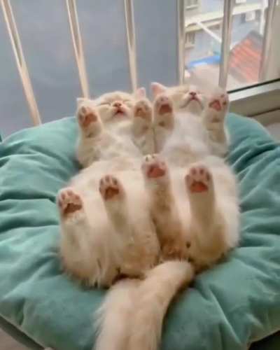 Paws up! You&rsquo;re under arrest! You have the right to remain smol!