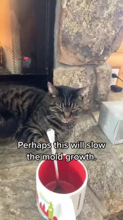the mold spreads rapidly.