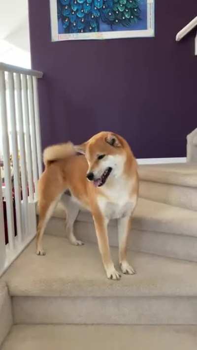 Best part about coming home is seeing your dog do a little dance + airplane ears.