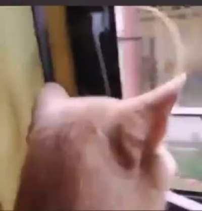 D: