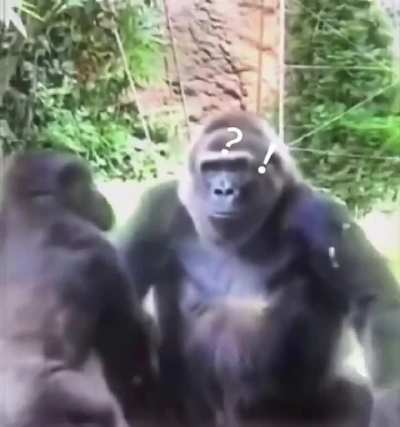 Macaco