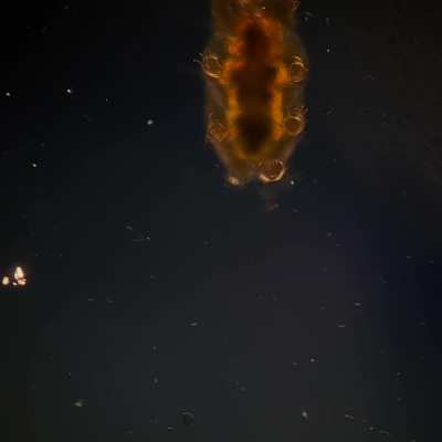 A tardigrade walking across a slide