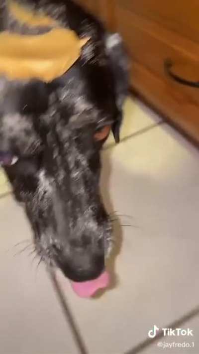 Dog 😯😯