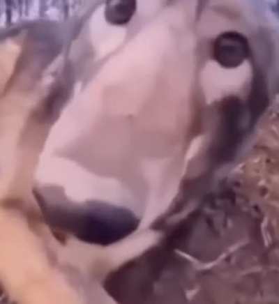 Title